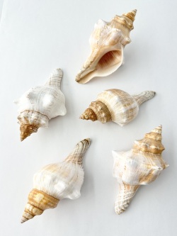 イトマキボラホワイト【約11～12ｃｍ/1個】在庫限り  En: Facsciolaria Trapezium -white-(size:11-12cm, per 1pc) 貝殻