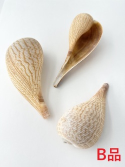 オオビワガイB品【約11～13cｍ/1個】  En:Ficus gracilis B grade(Size11-13cm, per 1pc) 貝殻