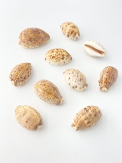7月のお買い得 [20%OFF]ヒメホシダカラ【約3～4cm/10個入】[メール便可-5袋まで]  En: Cypraea lynx (size:3～4cm, per 10pcs)