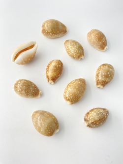 ホシキヌタ【約3～4ｃｍ/10個】[メール便可-4袋まで]　En: Lyncina vitellus (size:3-4cm, per 10pcs) 貝殻