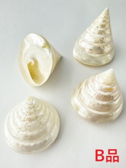 テクトスピラミス真珠磨き-B品-【6ｃｍ前後/1個】Tectus Pyramis pearlized B grade(Size:6cm/1pc) 貝殻