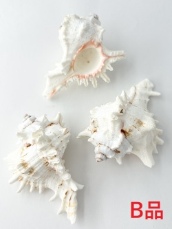 テングガイ -B品-【約10～12ｃｍ/1個】En: Murex Ramosu Bgrade(size:10-12cm/1pc) 貝殻