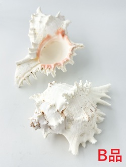 テングガイ -B品-【約16～18ｃｍ/1個】En: Murex Ramosu Bgrade(size:16-18cm/1pc) 貝殻