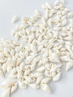 フォス(エゾバイ科)【約1.3～2.0ｃｍ】[メール便可-300ｇまで] En: Fos (Size:1.3～2.0cm) 貝殻