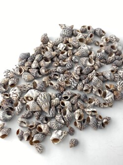 ナサパサッタ(オリイレヨフバイ科)【約1.0～2.0cm】[メール便可-400ｇまで]  En: Nassa pussata(Size:1-2cm)