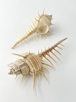 アクキガイ【約14～16cm/1個】  En: Murex troscheli (size:approx.14-16cm, per 1pc ) 貝殻