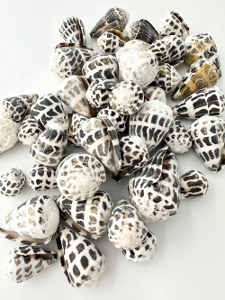 マダライモ【約2.5～5ｃｍ/約500g】  En: Olive shell(size: 2.5-5cm, per 500g) 貝殻