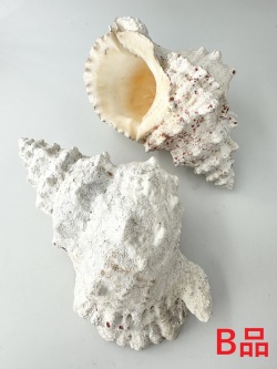 シロナルトボラ-B品-【約16～20ｃｍ/1個】 En: Tutufa bubo B-grade(Size:approx.16-20cm, per 1pc) 貝殻