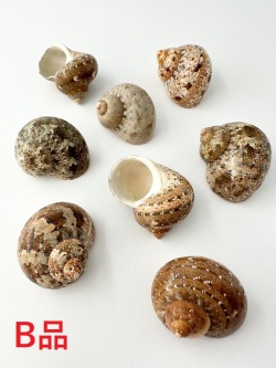 タツマキサザエ-Ｂ品-【3.5ｃｍ前後/1個】  En: Reeve's turban buffed B grade(Size:3.5cm, per 1pc) 貝殻