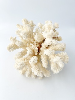 天然珊瑚 NO.17 (現品)【約20ｃｍ/約830ｇ】  - Not for overseas sale -