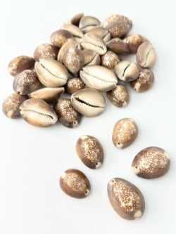 シェルパーツ ハナマルユキ (穴有)【約2.5～3.5ｃｍ/約500ｇ】[メール便可-1袋まで]  En:Snakehead Cowrie hole (Size:2.5-3.5cm, per 500ｇ)