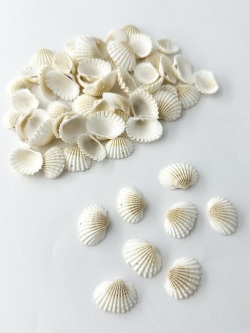 シェルパーツ ハイガイ (穴有,2ヶ所)【2ｃｍ前後/約100ｇ】[メール便可-4袋まで]  En:Tegillaca granosa Shell parts(Size:2.cm, per 100ｇ) 貝殻