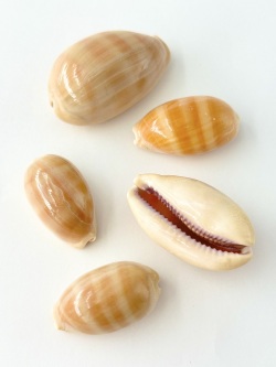 クチムラサキダカラガイ【約3～5ｃｍ/5個入】[メール便可-18袋まで] En: Cypraea Carneola (Size:3-5cm, per 5pcs) 貝殻