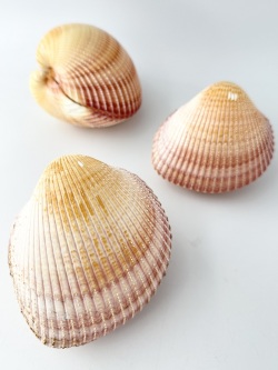 ダイオウザルガイ自然（ペア）【約9～11cm/1組】 En:Cardium elatum (size:9-11cm, per 1pcs) 貝殻