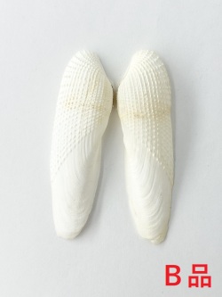 ペガサスノツバサ(両面)-Ｂ品-【7～9ｃｍ/1組】  En: Pholas orientalis B grade(Size:7-9cm, per 1pc) 貝殻