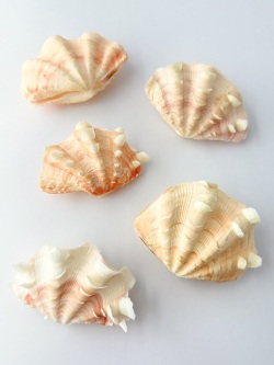 ヒレシャコガイ(オレンジ系)両面-おまかせ発送-【約8～10ｃｍ/1組】 - Not for overseas sale - 貝殻