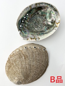 ニュージーランドアワビ（パウアシェル）原貝-B品-【約14～16ｃｍ/1枚】 En: New Zealand abalone (paua shell) -raw shell-B grade (size:14-16ｃｍ, per 1pc) 貝殻