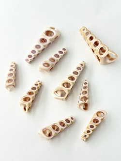 カットシェル キリガイダマシ(四面カット)【約2.5～4.5cm/3個】[メール便可]  En: Shell Cut, Turiterra Terebra(Size:2.5-4.5cm, per 3pcs) 貝殻