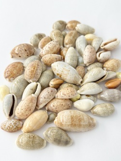 宝貝ミックス【約2～4ｃｍ/約100ｇ】在庫無くなり次第終了[メール便可-400ｇまで]   En:  Small cowrie assorted (Size:2-4cm) 貝殻