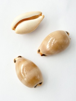 ゾウゲダカラ【4.5ｃｍ前後/1個】[メール便可] En: Cypraea lurida (Size:4.5cm, per 1pc) 貝殻