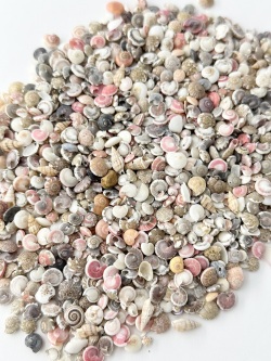 キサゴミックス【0.7cm前後】[メール便可-400ｇまで] En: Umbonium (size:0.7cm) 貝殻