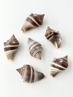 カンムリボラ【約4.5～6ｃｍ/5個】 En:Melongena(Size:4.5-6cm, per 5pcs) 貝殻