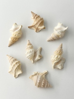 モミジソデガイ【約3～4ｃｍ/3個】[メール便可]   En: Aporrhais pespelecani (Size:3-4cm, per 3pcs) 貝殻