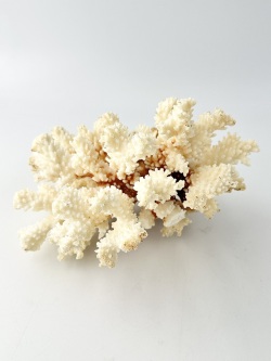 天然珊瑚 NO.29 (現品)【約18ｃｍ/約440ｇ】  - Not for overseas sale -