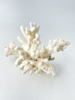 天然珊瑚 NO.36 (現品)【約16ｃｍ/約303ｇ】  - Not for overseas sale -