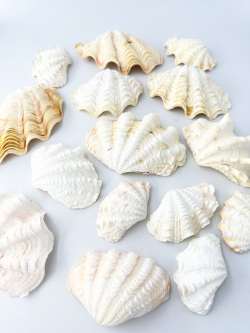 ヒレシャコガイ片面ミックス【約7～13ｃｍ/約1ｋｇ】  - Not for overseas sale - 貝殻