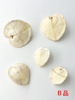 ハートシェル（リュウキュウアオイ）-Ｂ品-【縦サイズ約3～6cm/5個入】En: Corculum cardissa B grade(Size:approx.3-6cm, per 5pcs) 貝殻