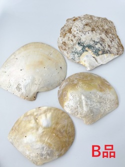 シロチョウガイ[B品/4枚入/現品]【約16～20ｃｍ】 En: White MOP poished B grade (size:16-20cm, per 4pc) 貝殻