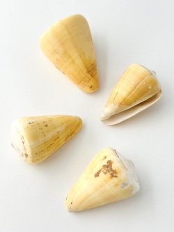 ロウソクイモ（自然）【約5～6cm/1個】    En: Conus quercinus (Size:5-6cm, per 1pc) 貝殻