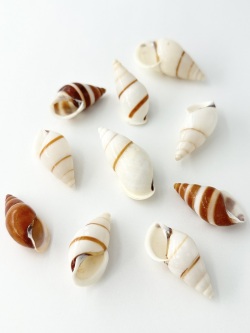 ポルトロイデス【約3～5ｃｍ/5個】[メール便可-6袋まで]  En: Hel Partuloides (size:3-5cm, per 5pcs) 貝殻