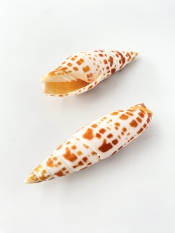 チョウセンフデガイ【約10～12ｃｍ/1本】 En: Mitra mitra (size:10-12cm, per 1pc) 貝殻