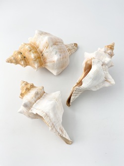 イトマキボラホワイト-B品-【14ｃｍ前後/1個】En: Facsciolaria Trapezium -white- Bgrade(size:14cm/1pc) 貝殻