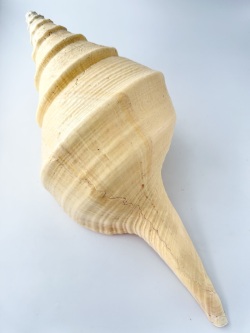 アラフラオオニシ磨きNO.2018【約48ｃｍ/約1500ｇ/1個/現品】  En: Australian Trumpet (size:48cm, weight:1500g) 貝殻