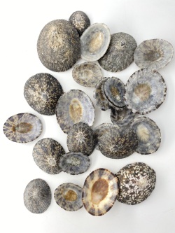 テツディナリア【約3～7ｃｍ】(オベッコウカサガイ)「 En: Pattella testudinaria(Size:3-7cm) 貝殻