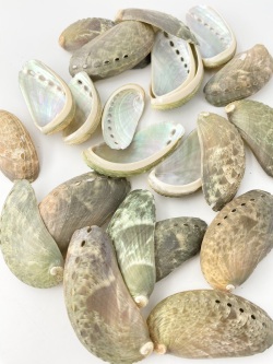 ミミガイ自然【5ｃｍ前後】[メール便可-200ｇまで] En: Haliotis asinina (Size：5cm) 貝殻