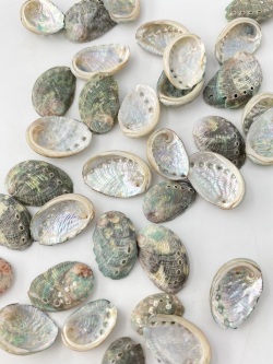 海外産ミニアワビ【約1.5ｃｍ前後/約10ｇ】[メール便可 - 8袋まで]En: Small Abalone (size:1.5ｃｍ, per 10ｇ)