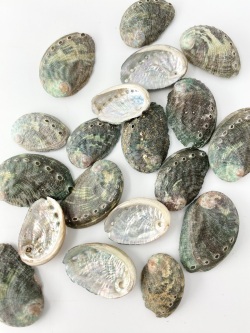 海外産ミニアワビ【約2.5ｃｍ前後/約10ｇ】[メール便可 - 8袋まで]En: Small Abalone (size:2.5ｃｍ, per 10ｇ) 貝殻