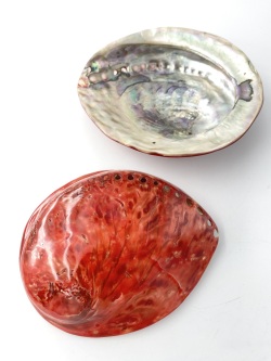 アワビ(着色)-レッド-【約13ｃｍ前後/1個】En: Abalone colored-red- (Size13cm, per 1pc) 貝殻