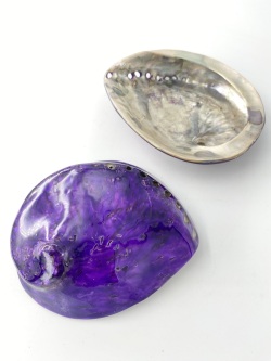 アワビ(着色)-バイオレット-【約13ｃｍ前後/1個】En: Abalone colored-violet- (Size13cm, per 1pc) 貝殻