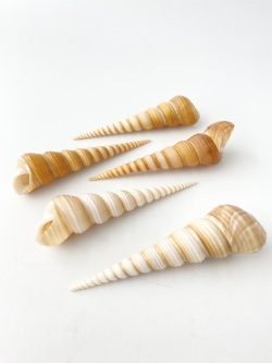 テレブラ-小-（キリガイダマシ）【8ｃｍ前後/3本入】  En: Screw Turritella (Size:8cm, per 3pcs) 貝殻