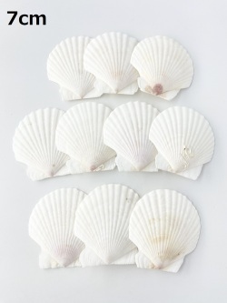 ホタテガイ【約7ｃｍ/10枚】[メール便可-3袋まで]　En: Japanese Scallop(size:7cm, per 10pcs) 貝殻