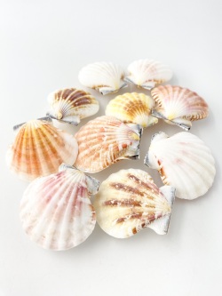 ピクテンローズ両面【約4～5ｃｍ/10個入】[メール便可-2袋まで]  En:Pecten rose pair (size:4-5cm, per 10pcs)
