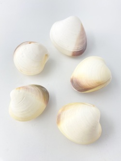 オブロゴンコクルス【約4ｃｍ/5個】[メール便可-6袋まで]  En:	Oblogong cockles(Size:4cm, per 5kg) 貝殻