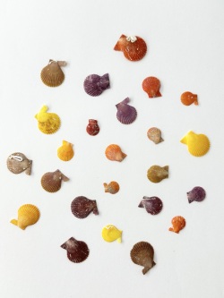 国産(極小)ヒオウギガイ片面【約1.5ｃｍ以下/20枚】[メール便可 ]En: Small Pecten Nobilis(size:1.5ｃｍ, per 20枚) 貝殻