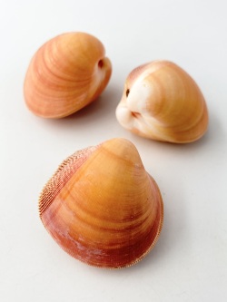 キンギョガイ【約3.5～5ｃｍ/1個】  En: Nemocardium bechei(Size:3.5-5cm, per 1pc) 貝殻