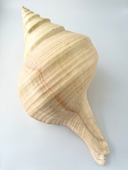 アラフラオオニシ磨きNO.2022【約46ｃｍ/約3400ｇ/1個/現品】  En: Australian Trumpet (size:46cm, weight:3400g) 貝殻
